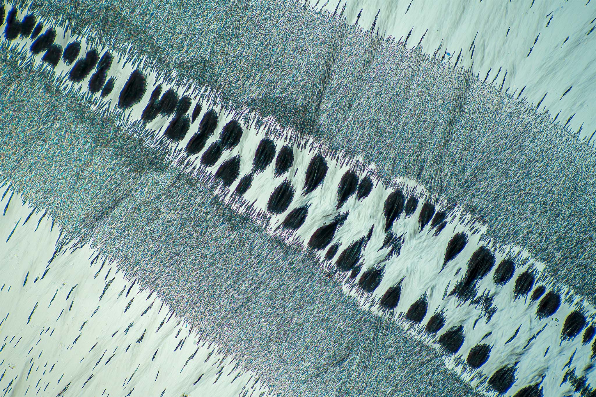 Menthol in einer Vergrößerung von 120:1, Mikro Kristall im polarisierten Licht.